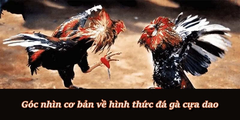 Tìm hiểu khái quát về thể loại đá gà cựa dao Tìm hiểu khái quát về thể loại đá gà cựa dao