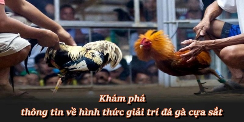 Đá gà cựa sắt là gì? Nguồn gốc và sức hút hiện nay